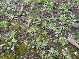 Attēlu rezultāti vaicājumam “Erophila verna flower”
