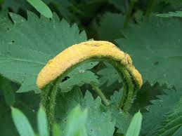 Attēlu rezultāti vaicājumam “Puccinia urticata”