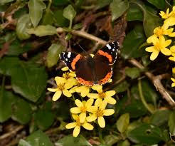 Attēlu rezultāti vaicājumam “Vanessa atalanta upperside”