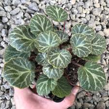 Attēlu rezultāti vaicājumam “Saxifraga cymbalaria fruit”