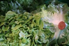 Image result for Kopfsalat