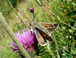 Attēlu rezultāti vaicājumam “Hesperia comma female”