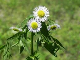 Attēlu rezultāti vaicājumam “Erigeron annuus flower”