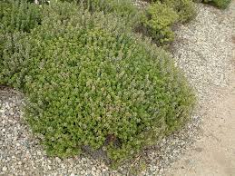 Image result for Thymus vulgaris