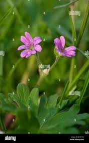 Attēlu rezultāti vaicājumam “Geranium molle flower”