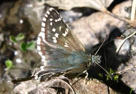Attēlu rezultāti vaicājumam “Pyrgus serratulae upperside”
