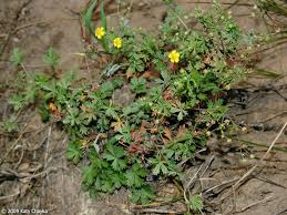 Attēlu rezultāti vaicājumam “Potentilla argentea flower”