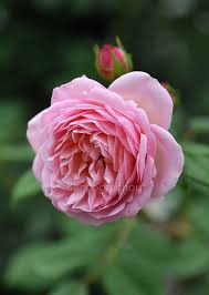 「ソニア・パレス」の画像検索結果