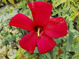 Image result for Abelmoschus moschatus