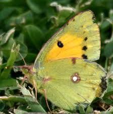 Attēlu rezultāti vaicājumam “Colias croceus underside”