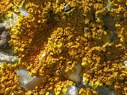 Attēlu rezultāti vaicājumam “Xanthoria candelaria”