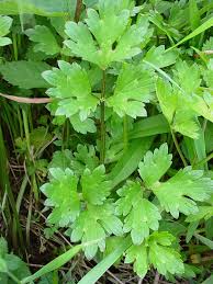 Attēlu rezultāti vaicājumam “Ranunculus elatior leaf”