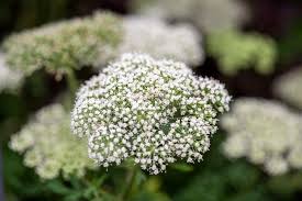 Attēlu rezultāti vaicājumam “Cenolophium denudatum”