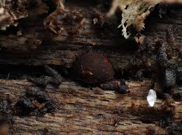 Attēlu rezultāti vaicājumam “Perichaena sp.”