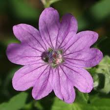 Attēlu rezultāti vaicājumam “Geranium pyrenaicum”