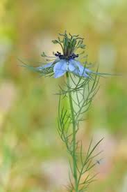 Image result for Nigella damascena