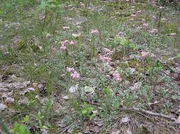 Attēlu rezultāti vaicājumam “Antennaria dioica”