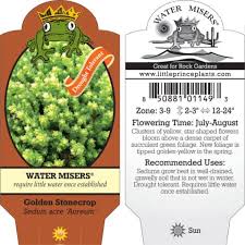 Image result for Sedum acre