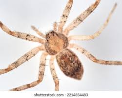 Attēlu rezultāti vaicājumam “Philodromidae”