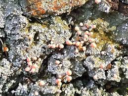 Attēlu rezultāti vaicājumam “Dibaeis baeomyces”