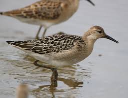 Attēlu rezultāti vaicājumam “Philomachus pugnax”