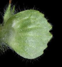 Attēlu rezultāti vaicājumam “Ajuga pyramidalis leaf”