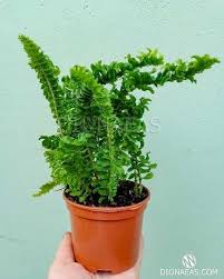 Image result for НЕФРОЛЕПИС (Nephrolepis