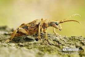 Attēlu rezultāti vaicājumam “Rhagium mordax”