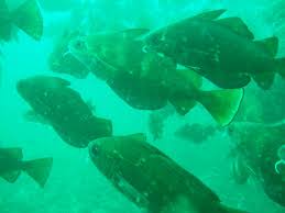 Image result for Leicester Underwater Exploration Club