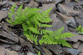 Attēlu rezultāti vaicājumam “Gymnocarpium robertianum”