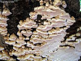 Attēlu rezultāti vaicājumam “Antrodia serialis”