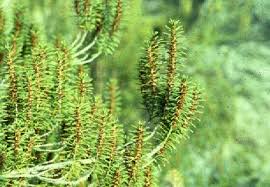 Attēlu rezultāti vaicājumam “Empetraceae”