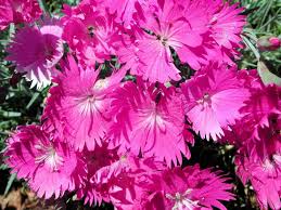 Image result for Dianthus gratianopolitanus