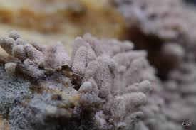 Attēlu rezultāti vaicājumam “Arcyria affinis spores”