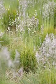 Attēlu rezultāti vaicājumam “Festuca ovina flower”