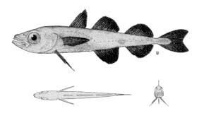 Image result for Arctogadus glacialis