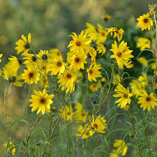 Image result for Sonnenblume