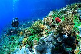 images?q=tbn:ANd9GcTgKtXUmUpCUf9bGWNN9y5YOVtOgEV7 6Vy6V6PZiwwHbDKk4cVww 5 Wisata Taman Laut Terindah di Indonesia