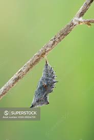 Attēlu rezultāti vaicājumam “Nymphalis pupa”