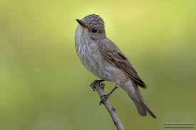 Attēlu rezultāti vaicājumam “Muscicapa striata adult”