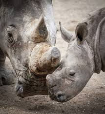 Image result for Rhyl Rhinos