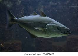 Image result for Pollachius virens