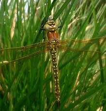 Attēlu rezultāti vaicājumam “Brachytron pratense”