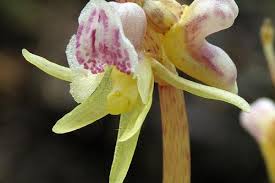 Attēlu rezultāti vaicājumam “Epipogium aphyllum”