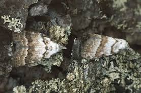 Attēlu rezultāti vaicājumam “Nola aerugula”