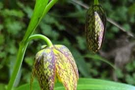 Attēlu rezultāti vaicājumam “Anthyllis arenaria flower”