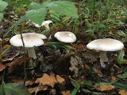 Attēlu rezultāti vaicājumam “Clitocybe nebularis”
