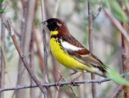 Image result for Emberiza aureola