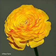Attēlu rezultāti vaicājumam “Ranunculus mendax flower”
