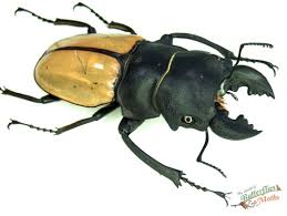 Attēlu rezultāti vaicājumam “Tetropium fuscum”